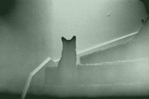 Ghost cat on stairs